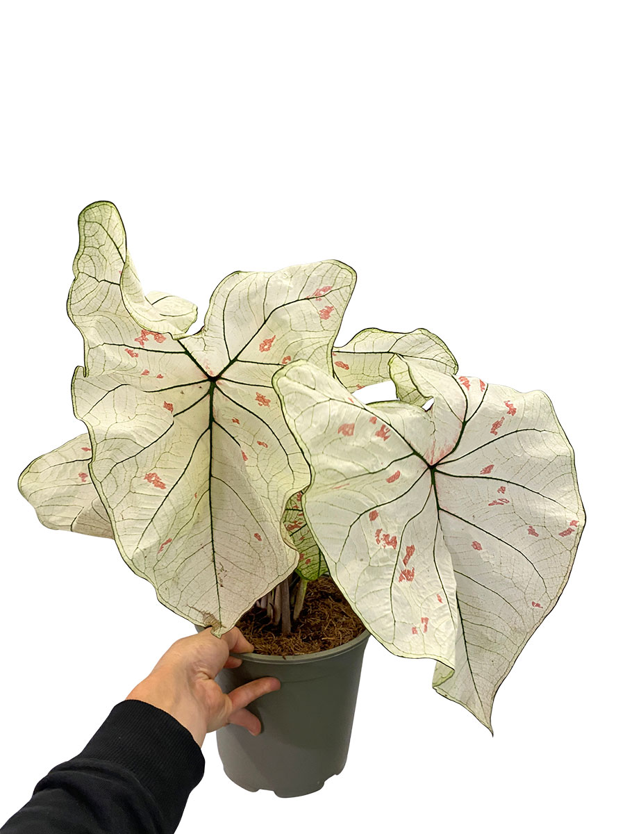 Caladium Strawberry Star XL
