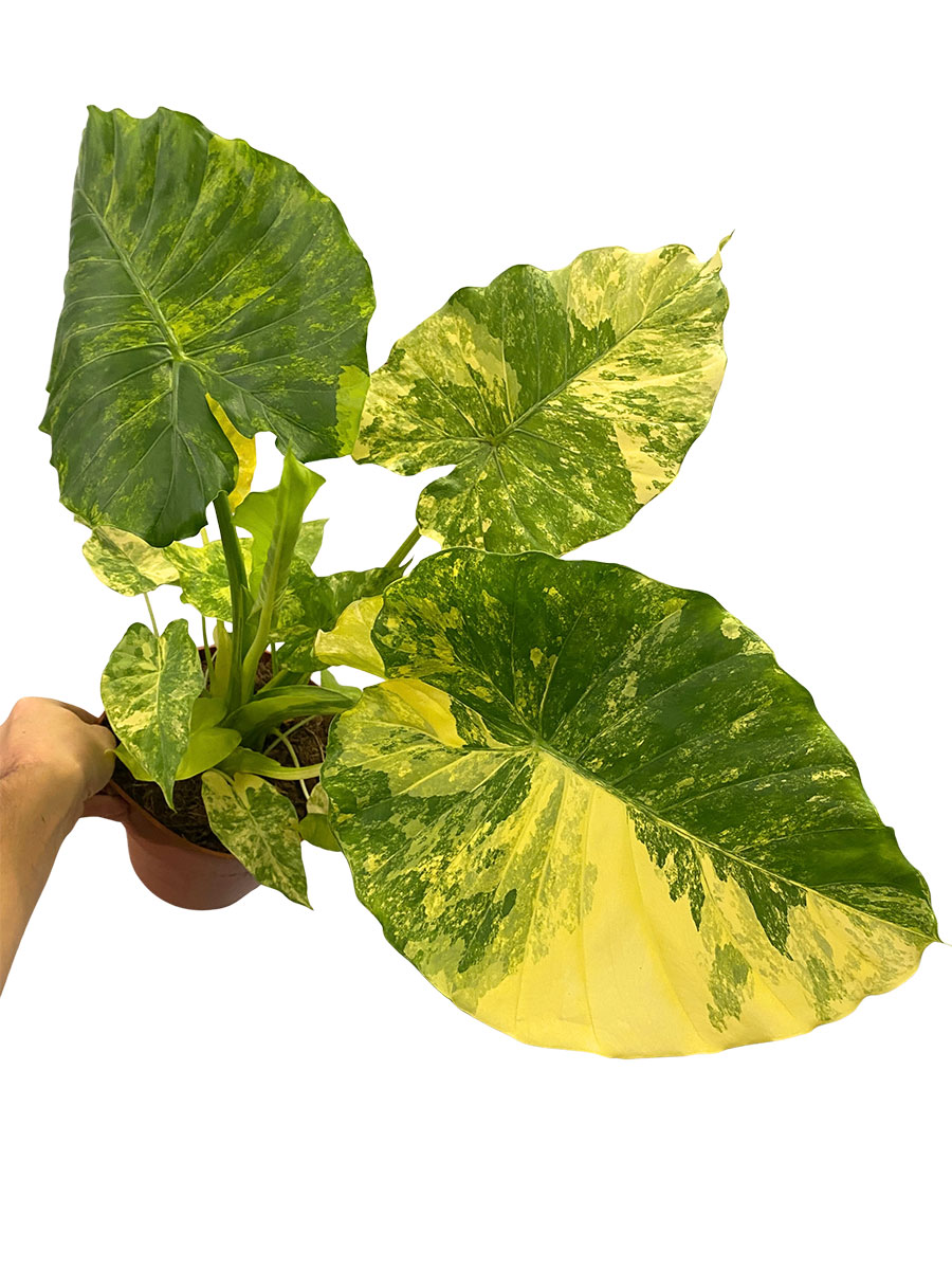 Alocasia Odora Variegata Yellow