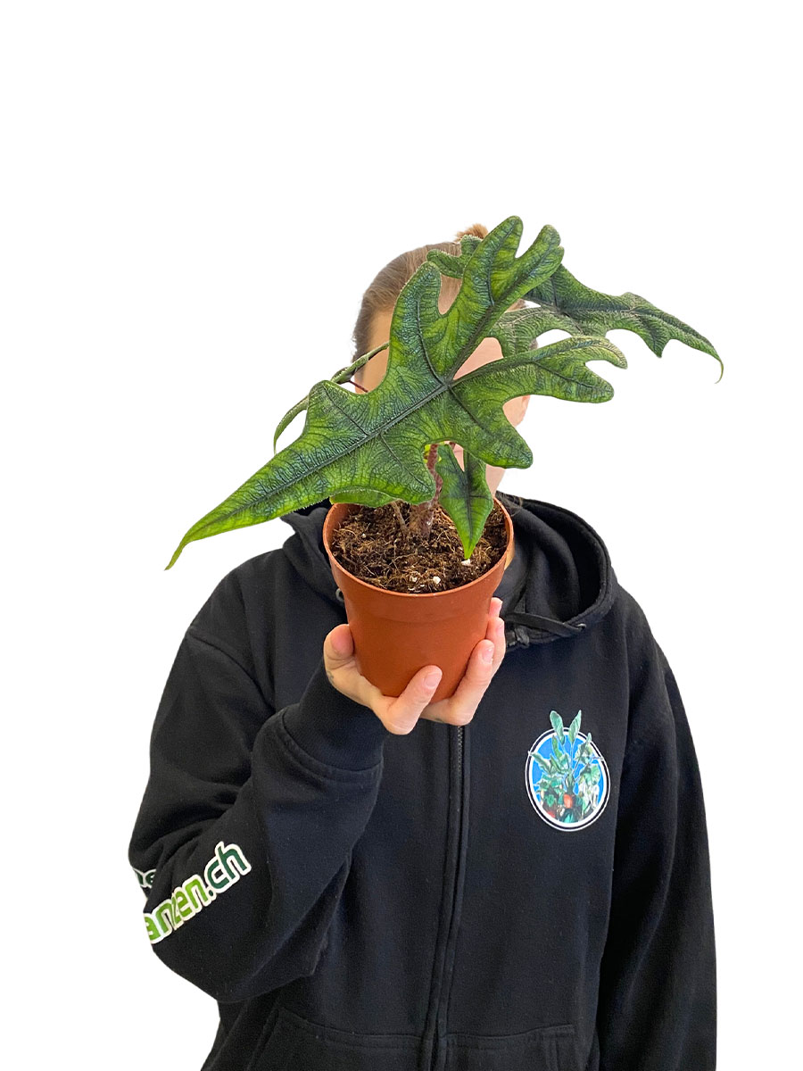 Alocasia Jacklyn