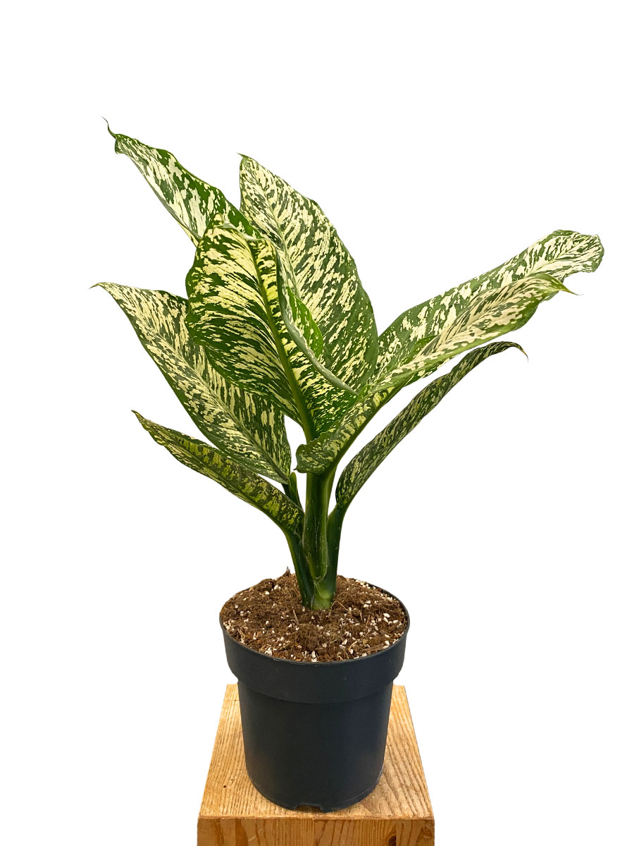 Dieffenbachia White Etna