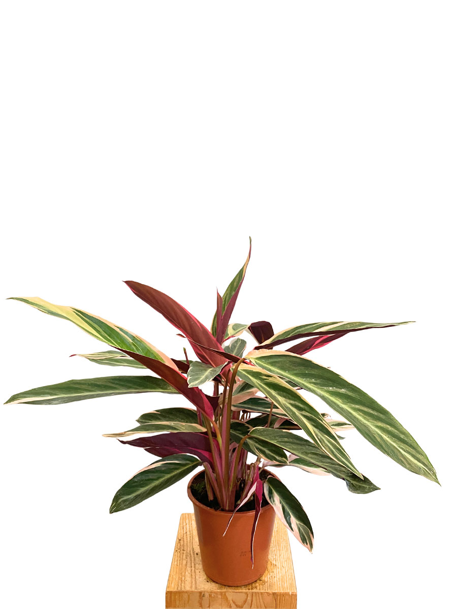 Stromanthe Triostar