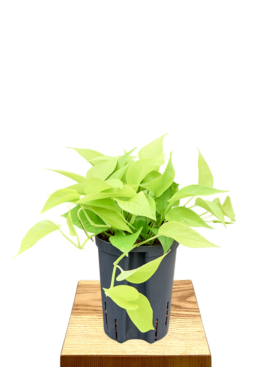 Hydro - Scindapsus Epipremnum Golden Pothos