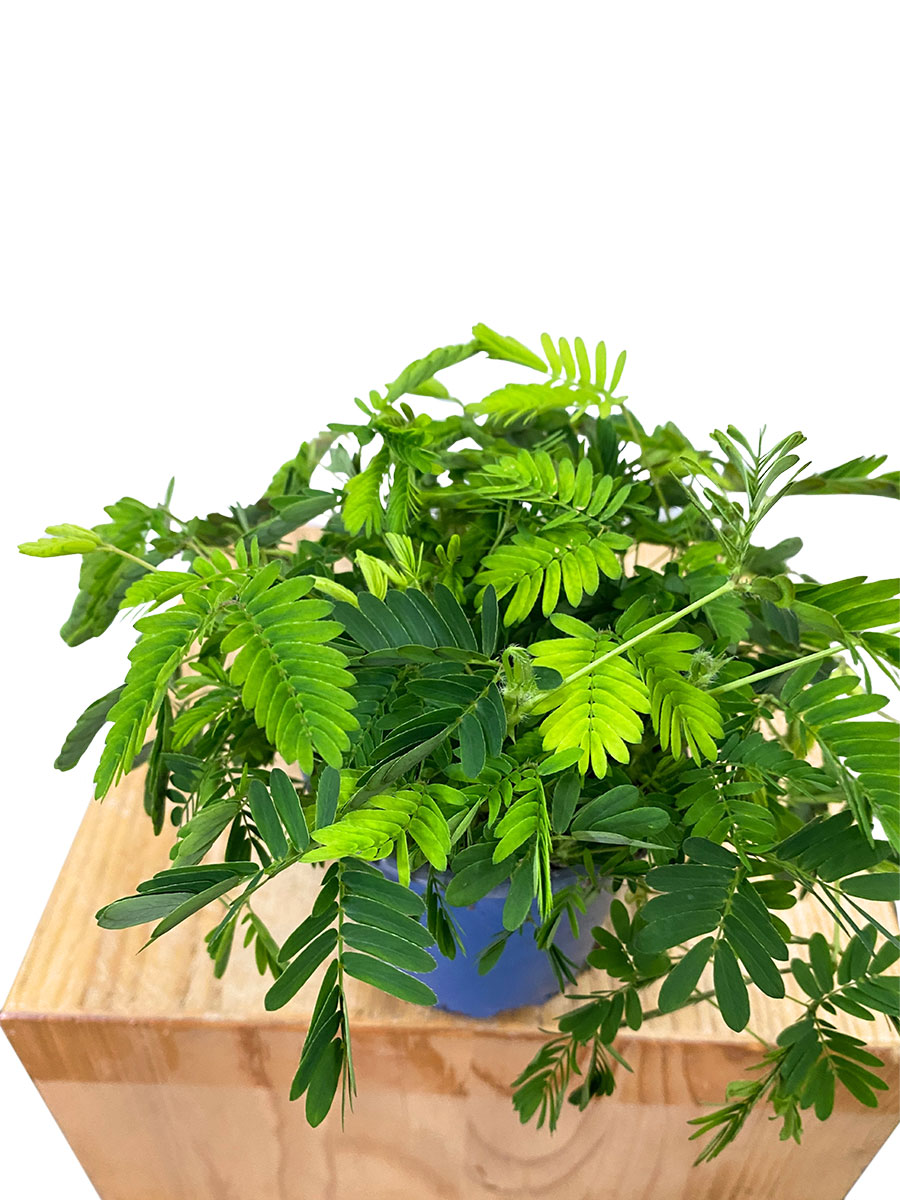 Echte Mimose Mimosa Pudica