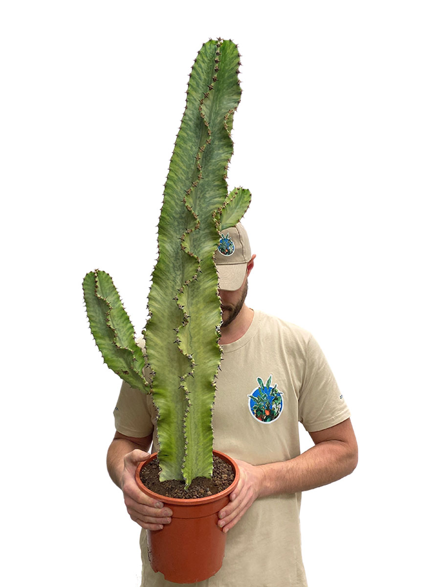 Euphorbia Ingens Marmorata 70cm