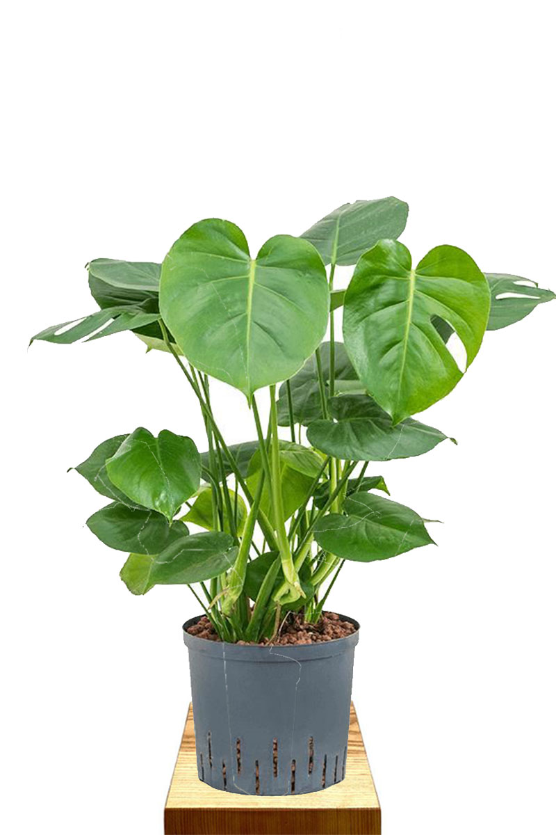 Hydro - Monstera deliciosa