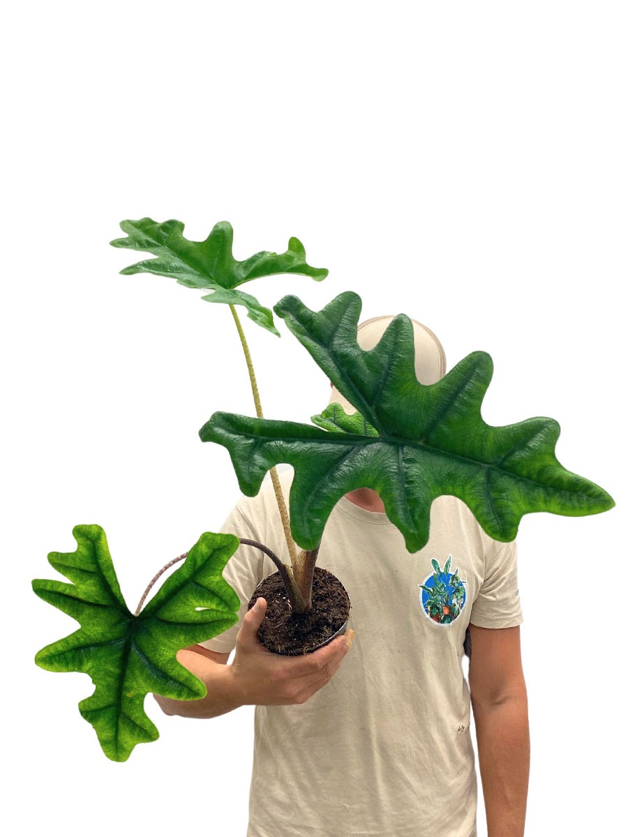 Alocasia Jacklyn