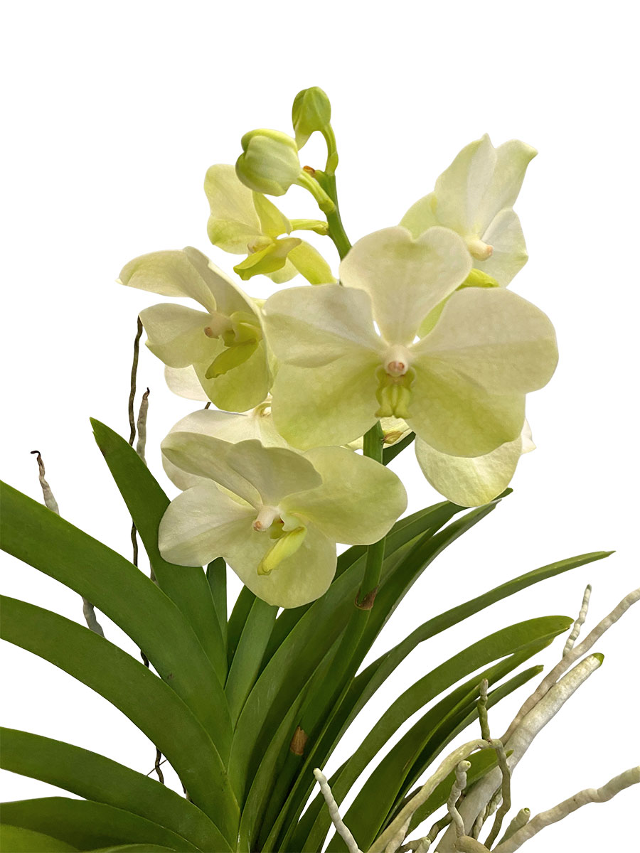 Vanda Bose Orchidee Gelb im Glas
