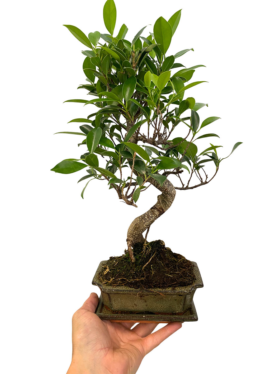 Bonsai Ficus Retusa - Ø15 cm