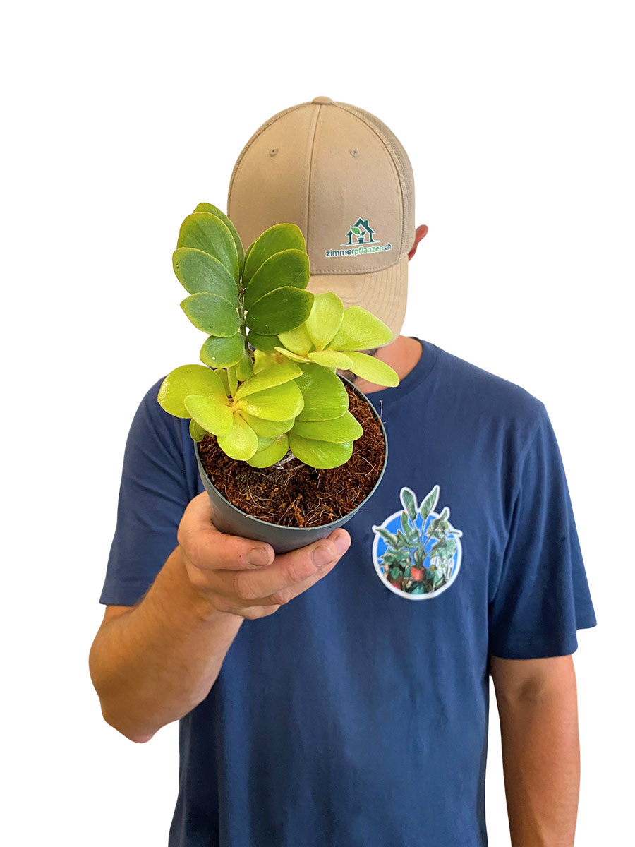 Zamia Furfuracea - Ø12 cm