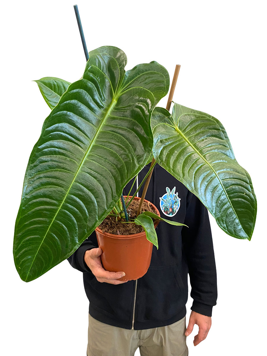 Anthurium Veitchii - Gross