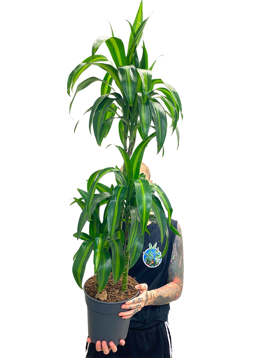 Dracaena Hawaiian Sunshine