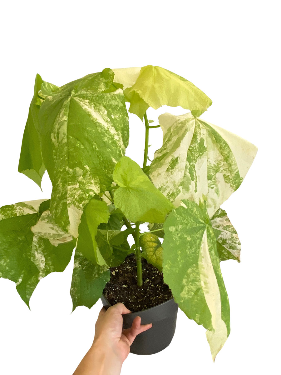 Zimmerlinde Sparmannia Africana Variegata