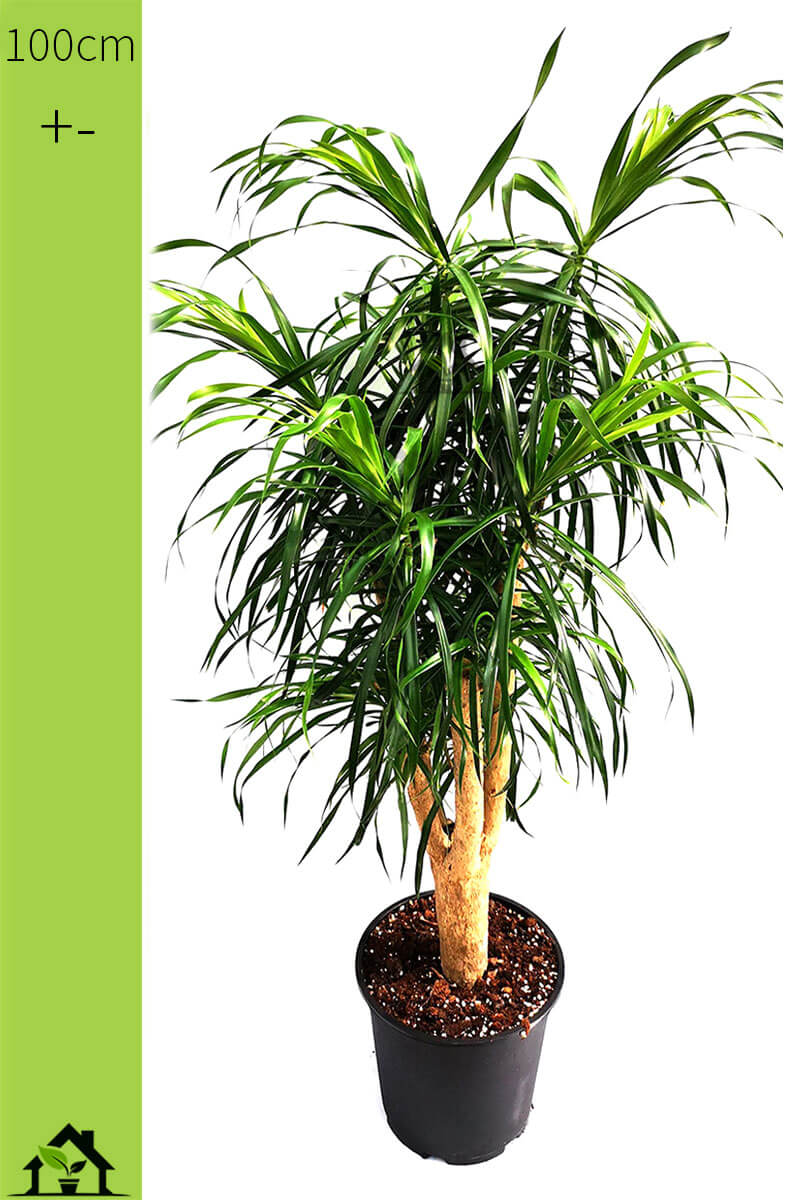 dracaena-anita-stamm-100-neu-zimmerpflanzen.ch-zimmerpflanzen-zimmerpflanze-gruenpflanzen-topfpflanzen-bueropflanzen-shop-onlineshop-pflanzen-bestellen-schweiz.jpg