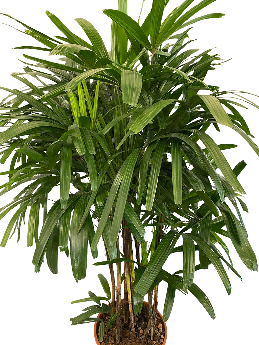 Steckenpalme Rhapis Excelsa