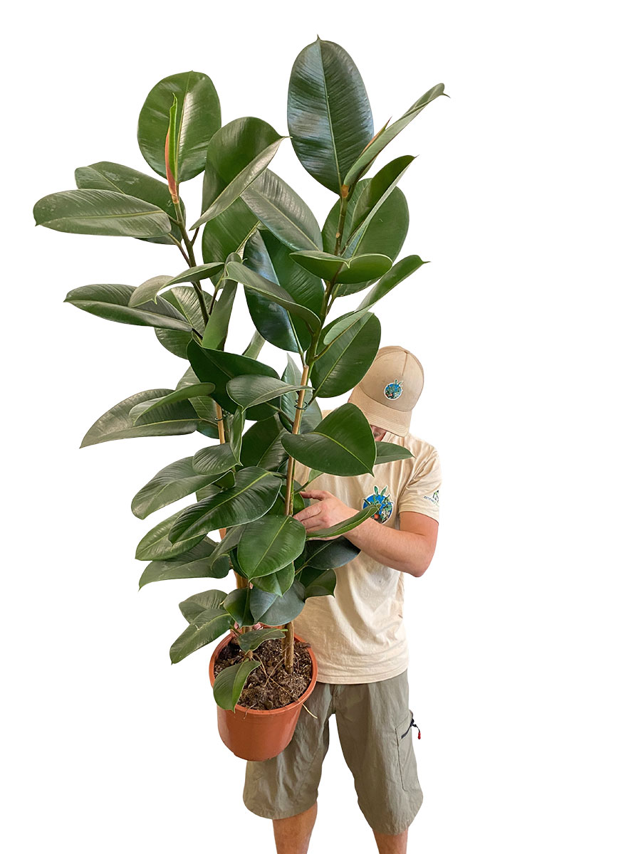 Gummibaum El Robusta Tuff