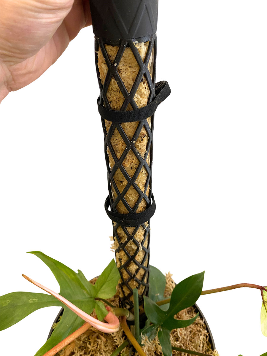 Philodendron Florida Ghost PlantMe Maxi