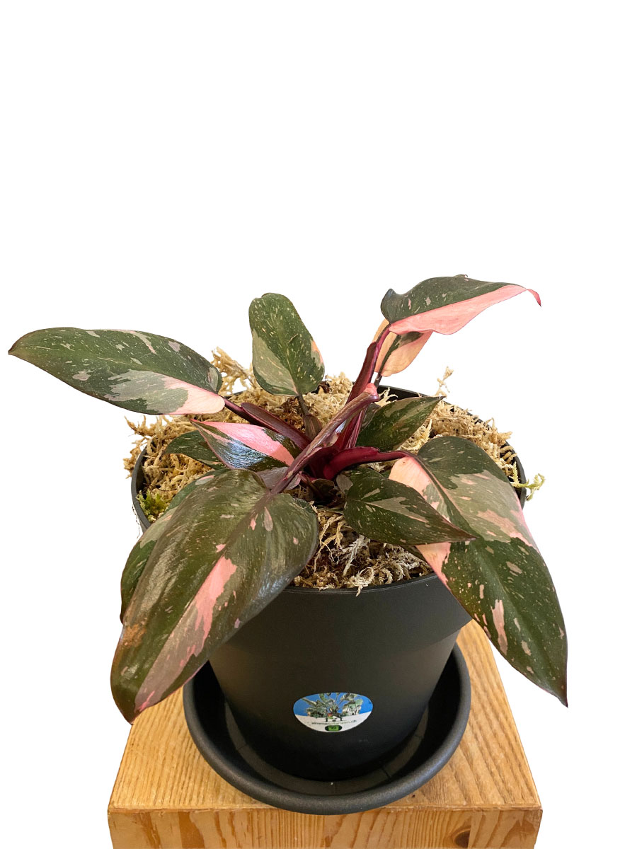 Philodendron Pink Princess