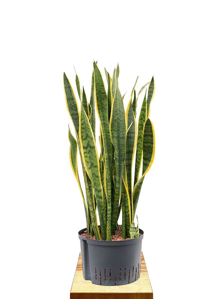 Hydro - Bogenhanf Sansevieria Laurentii