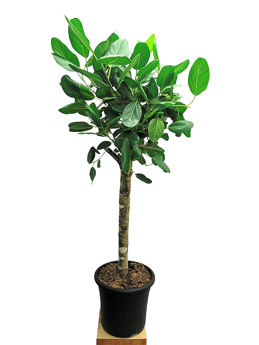 Banyanbaum Ficus benghalensis Stamm XL