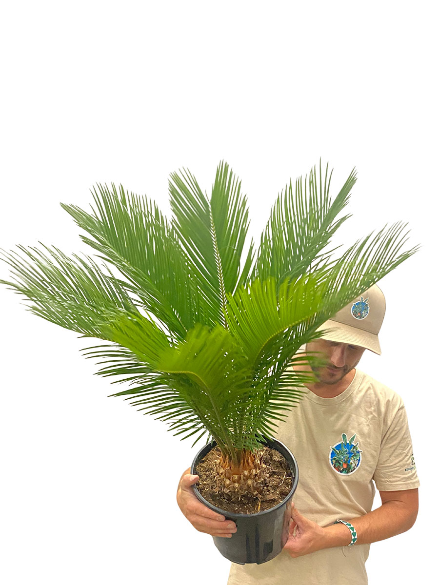 Palmfarn Cycas revoluta