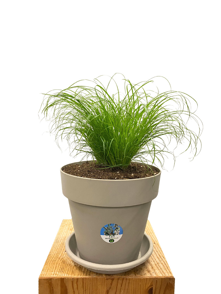 Echtes Katzengras Cyperus Alternifolius Bio XL