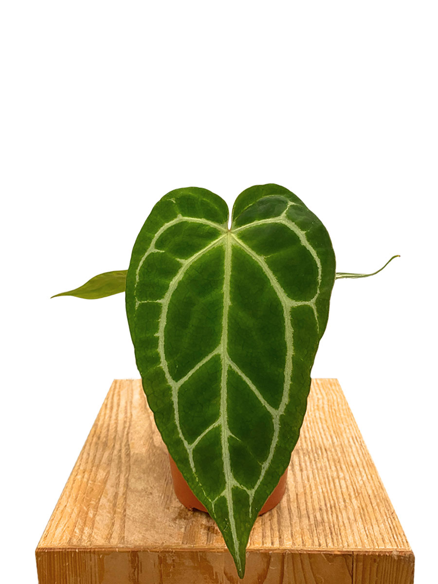  Anthurium Crystallinum