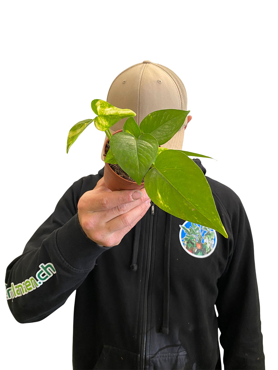 Baby Epipremnum Aureum