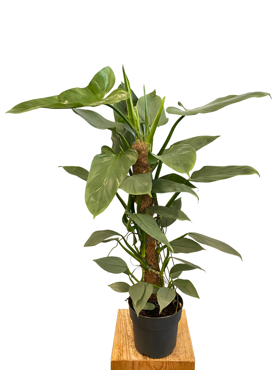 Philodendron Silver Queen Moosstab