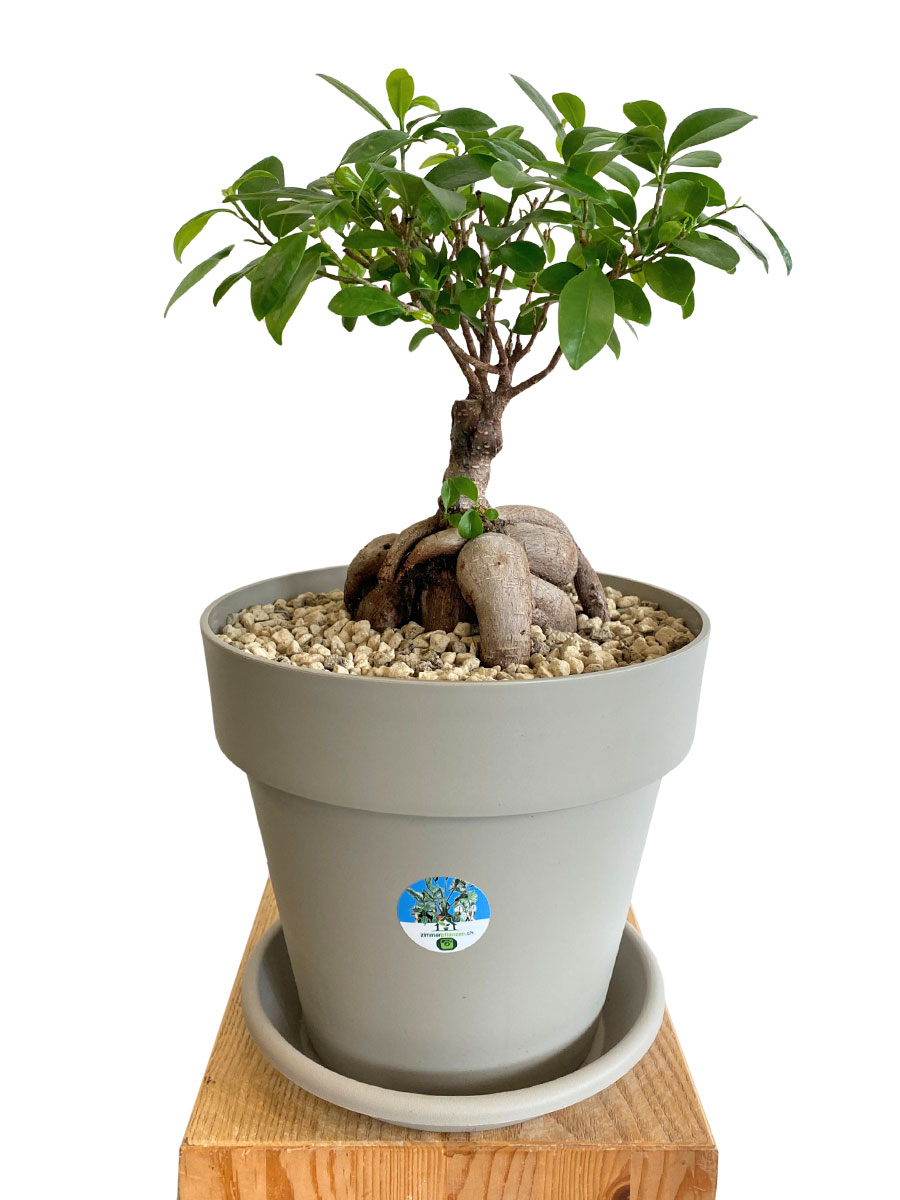 Chinesische Feige Ginseng