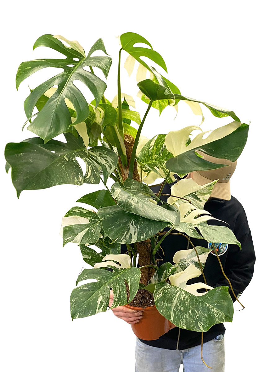 Monstera Deliciosa Variegata Kokosstab
