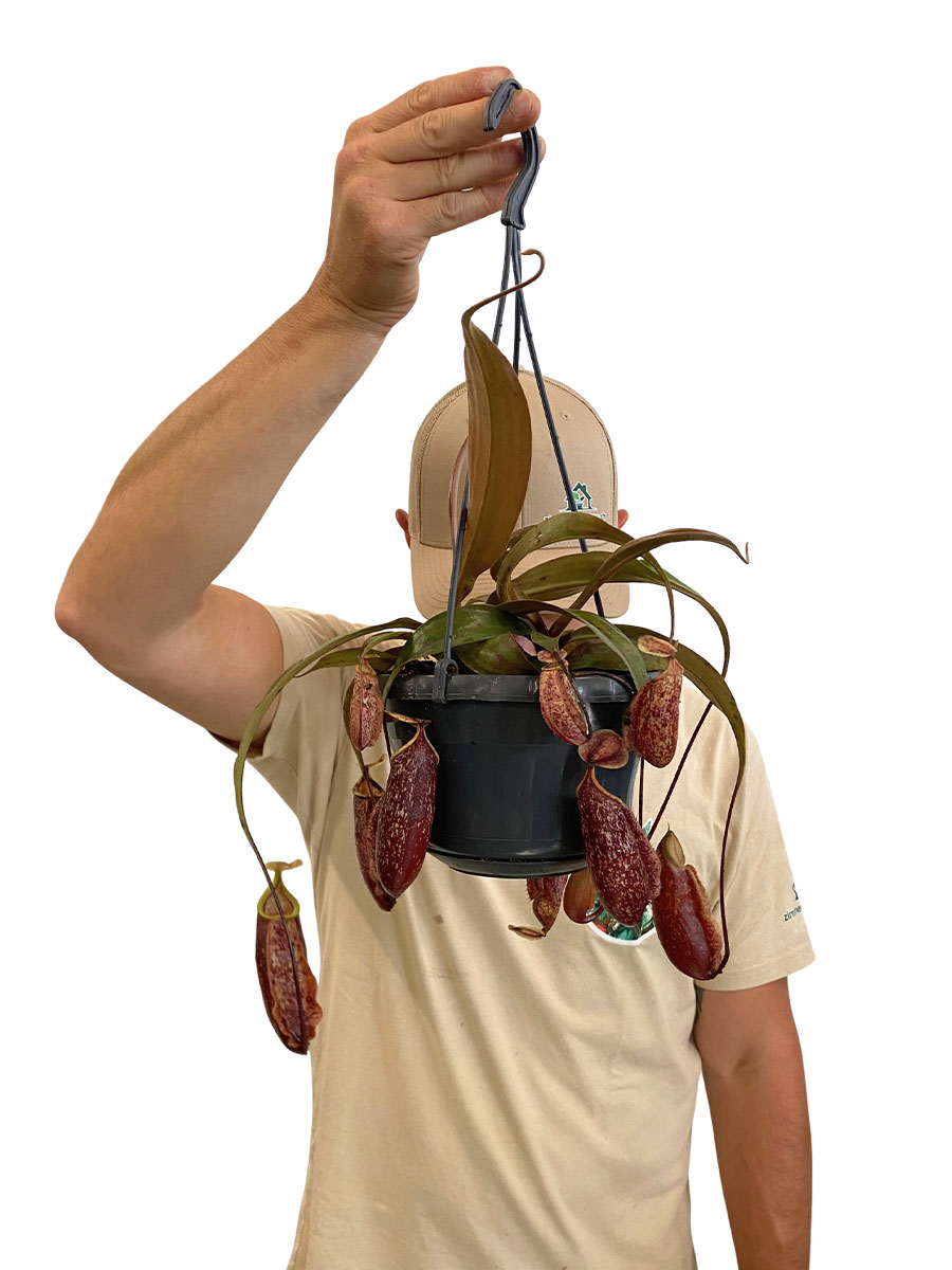 Hänger - Kannenpflanze Nepenthes St.Gaya