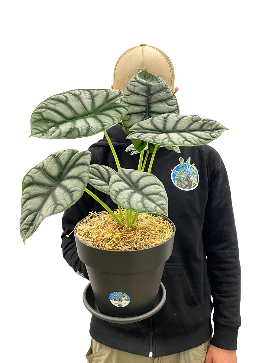 Alocasia Silver Dragon