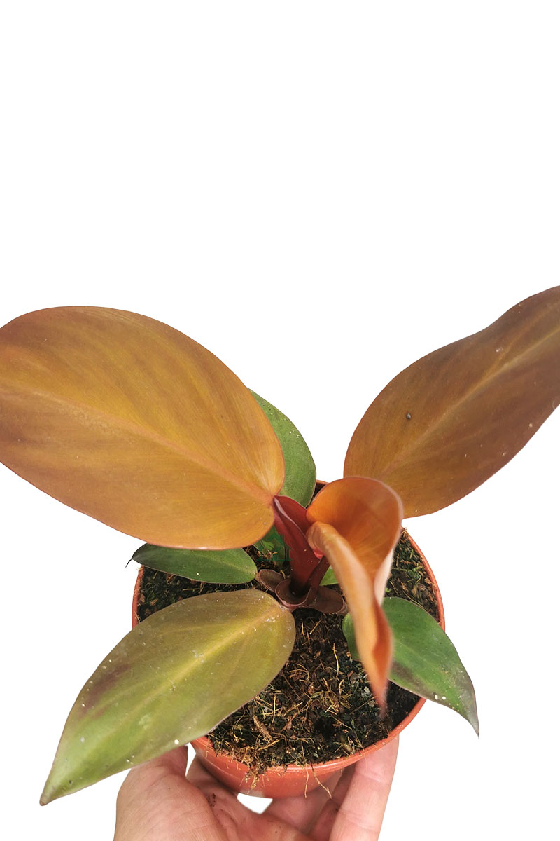 Philodendron McColley's Finale