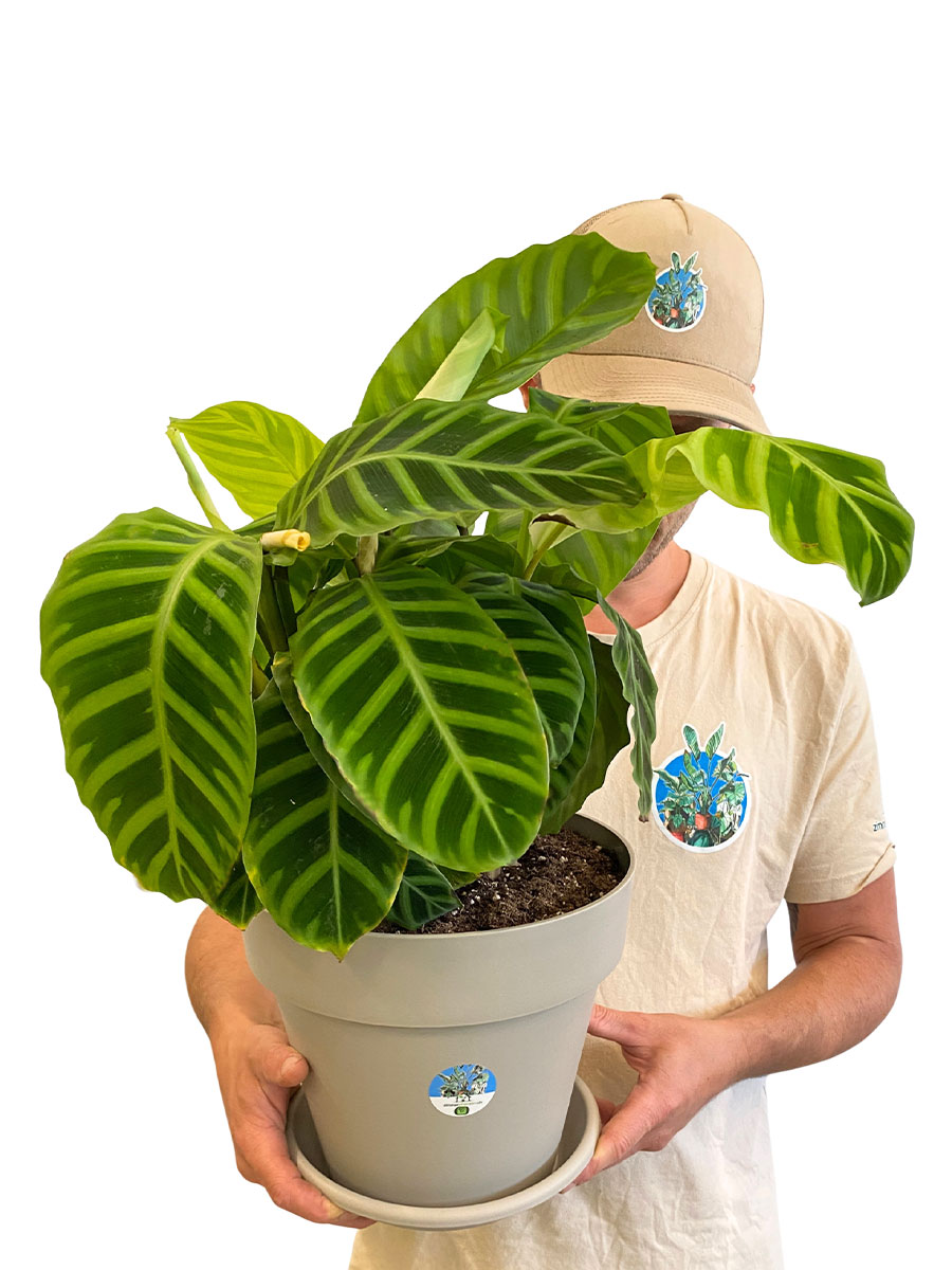 Calathea Zebrina