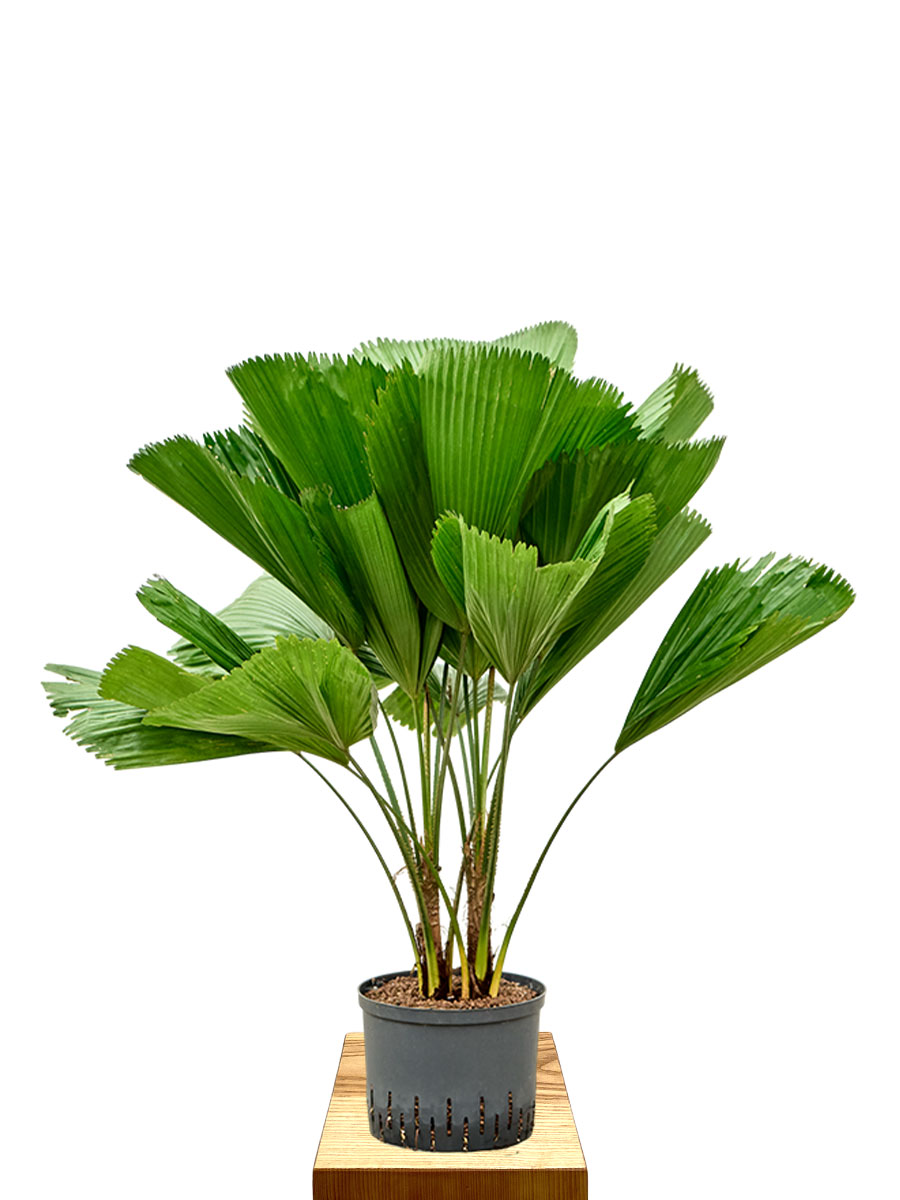 Hydro - Fächerpalme Licuala Grandis
