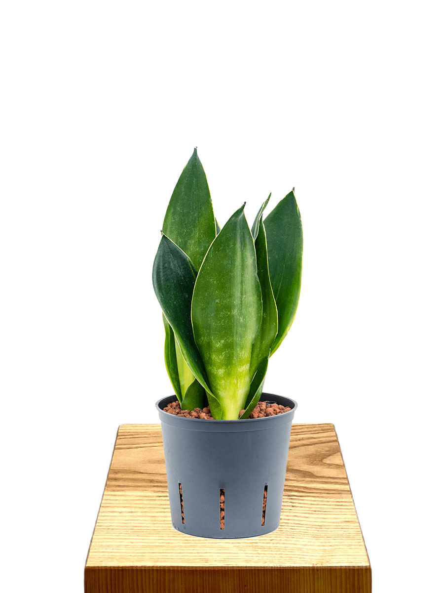 Hydro - Bogenhanf Sansevieria Black Diamond
