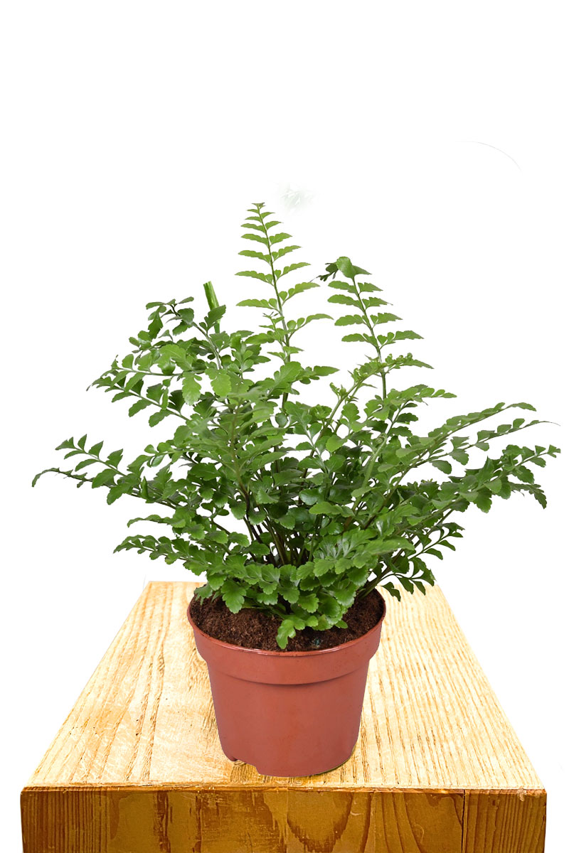 Asplenium Parvati Klein