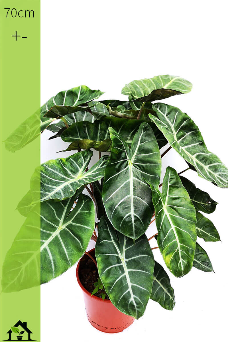 Alocasia Pink Dragon 70cm