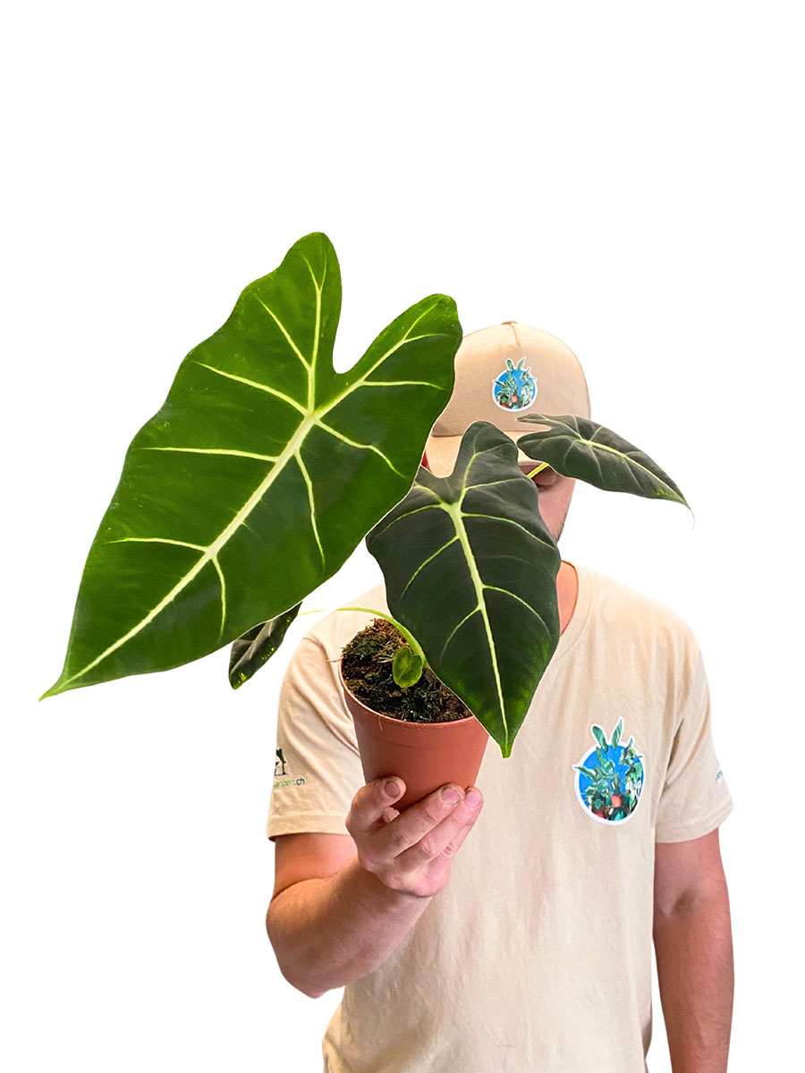 Alocasia Frydek