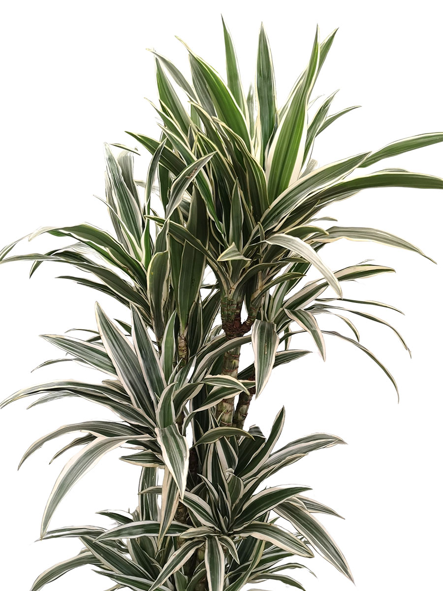 Dracaena White Stripes verzweigt