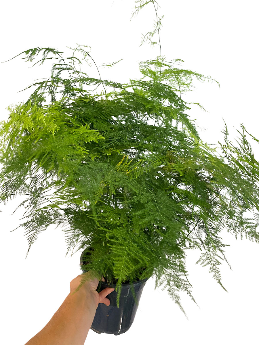 Asparagus Setaceus