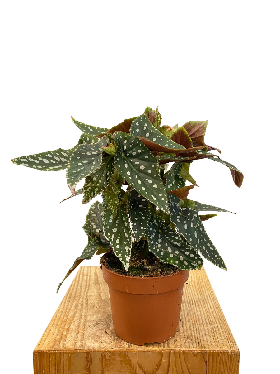 Begonia Maculata