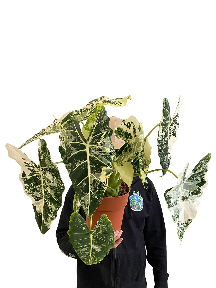 Alocasia Frydek Variegata XL