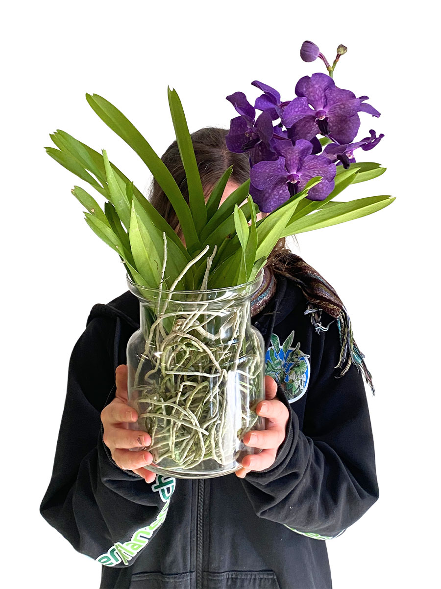 Vanda Bose Orchidee Purple im Glas