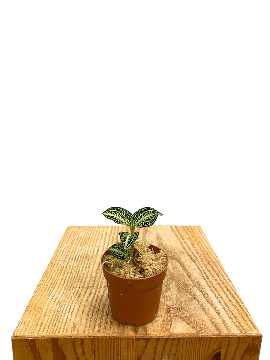 Juwelorchidee Anoectochilus Siamensis x Roxburghii Juwelorchidee Anoectochilus Siamensis x Roxburghii