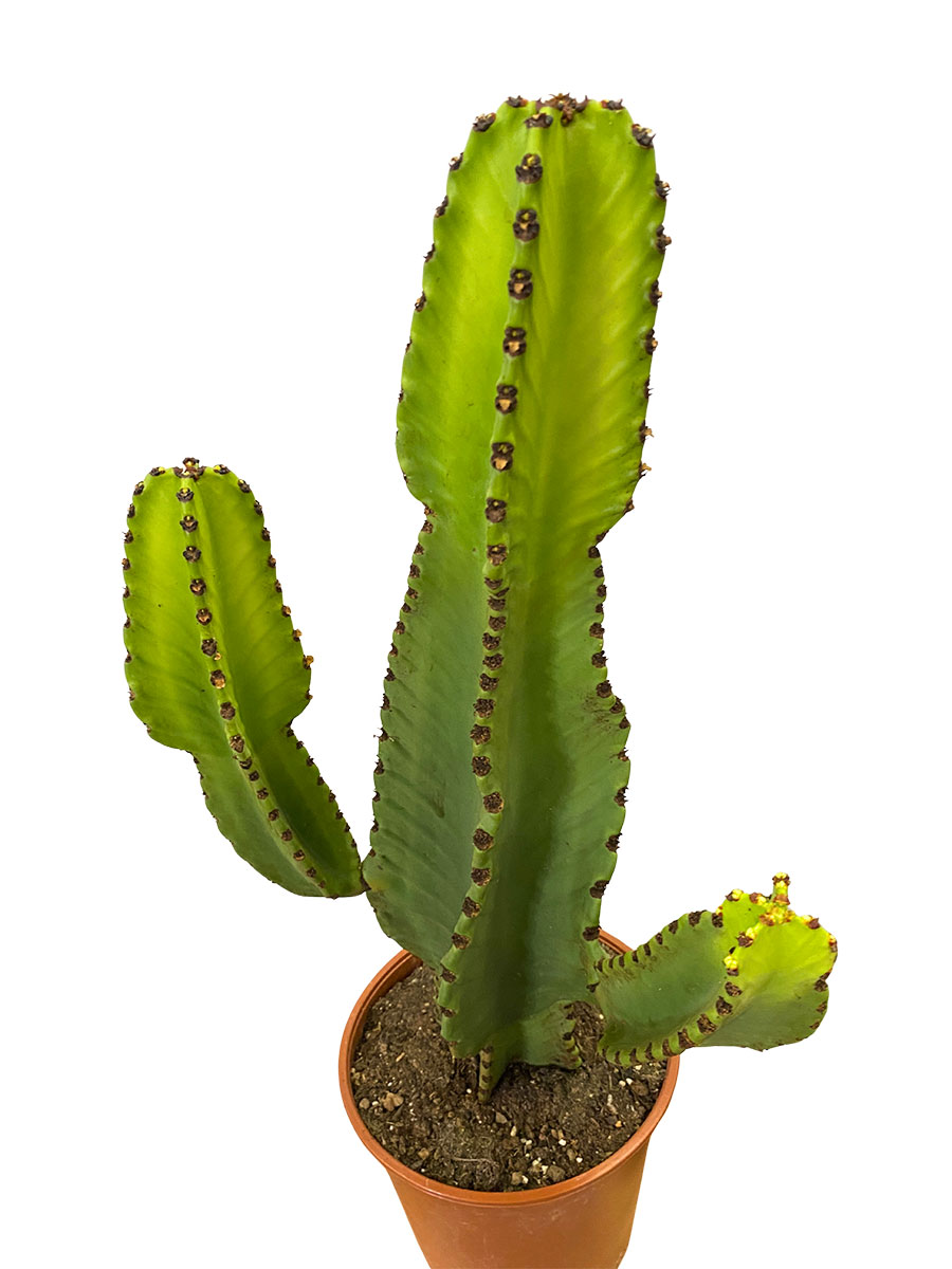 Euphorbia Ingens