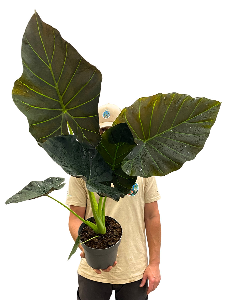 Alocasia Regal Shields