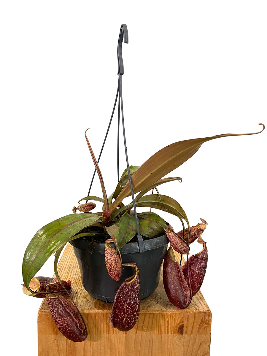 Hänger - Kannenpflanze Nepenthes St.Gaya