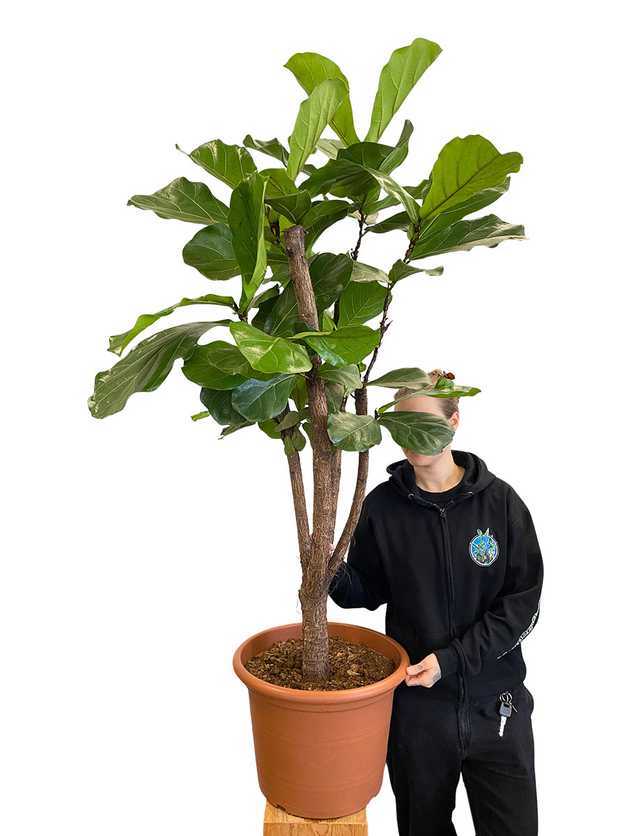 Ficus lyrata Stamm Verzweigt - Gross