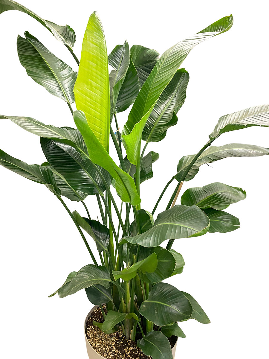 Strelitzia Nicolai - Gross